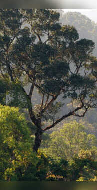 एक पेड़ कितने लोगों की चला सकता है सांसें आज जान लें सही जवाब