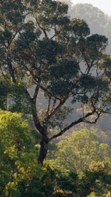 एक पेड़ कितने लोगों की चला सकता है सांसें आज जान लें सही जवाब