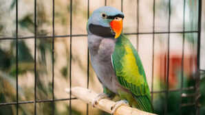 तोते की असली ताकत क्या सुनकर नहीं होगा यकीन