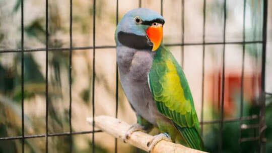 तोते की असली ताकत क्या सुनकर नहीं होगा यकीन