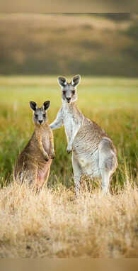 कंगारू के बच्चे को हिंदी में कहते हैं क्या अब तक 99 लोगों ने दिया गलत जवाब