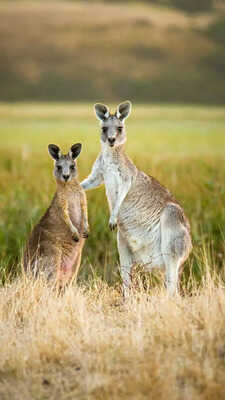 कंगारू के बच्चे को हिंदी में कहते हैं क्या अब तक 99 लोगों ने दिया गलत जवाब