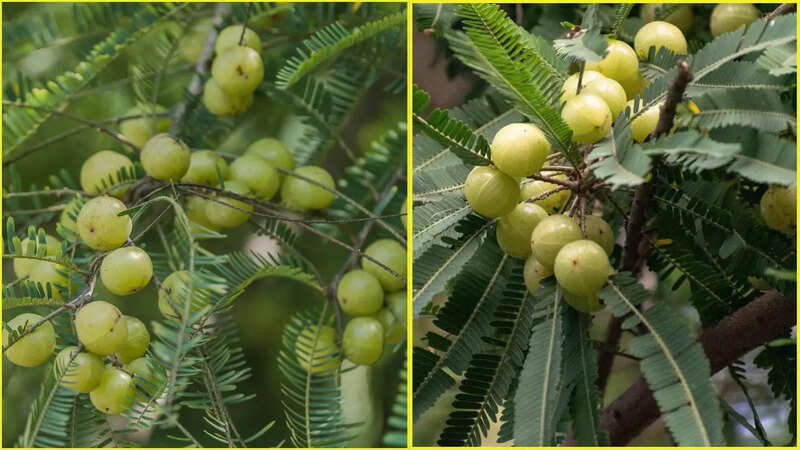Health benefits of Amla (photo: canva)