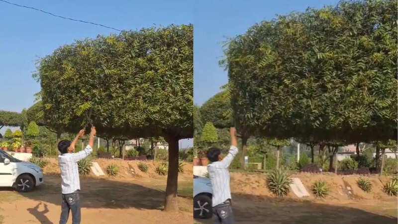 viral neem tree video