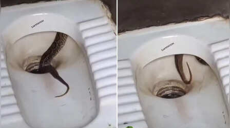 Shocking Video: टॉयलेट जाने से पहले हो जाएं सावधान, ऐसी जगह छिपकर बैठा था सांप, देखकर कांप उठेगी आत्मा