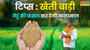 Gehu Ki Kheti : गेहूं की होगी बंपर पैदावार, इन तरीकों को अपनाया तो कम लगेगा पानी-खाद; किसान हो जाएंगे मालामाल
