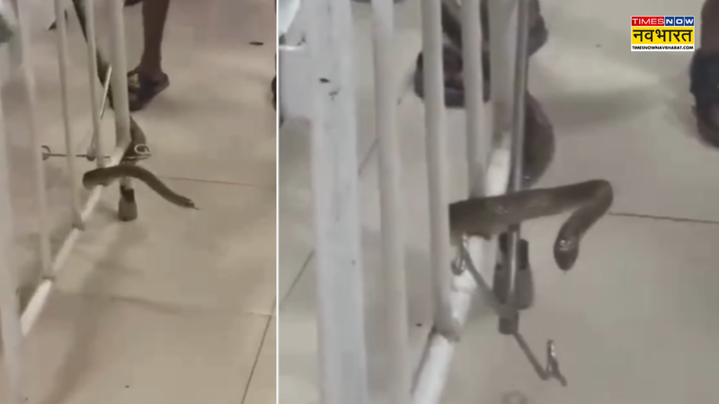 Thane Civil Hospital Snake Video