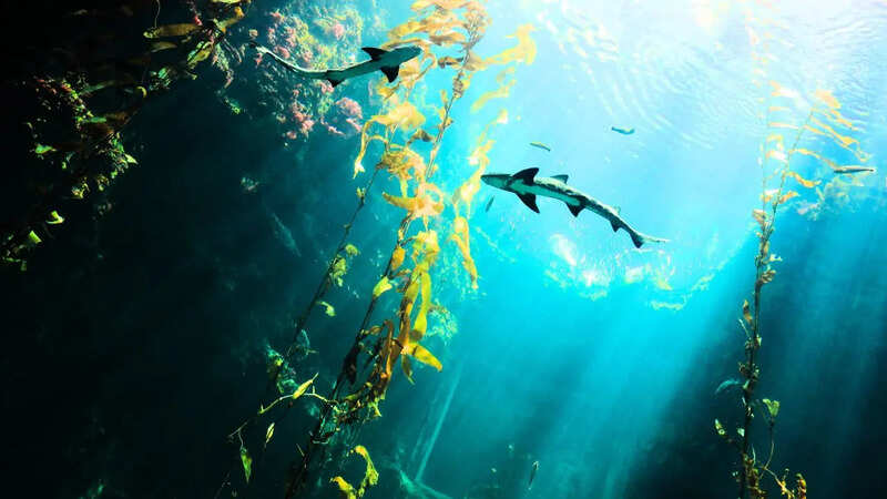 How Oceans Were Formed? (Photo: Canva)