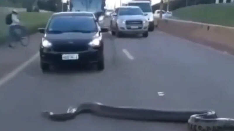 _Anaconda Stops Traffic