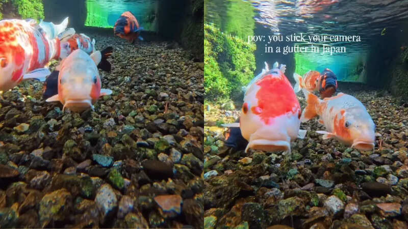 कैनाल के अंदर का नजारा