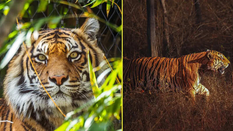 टाइगर साइटिंग का परफेक्ट टाइम