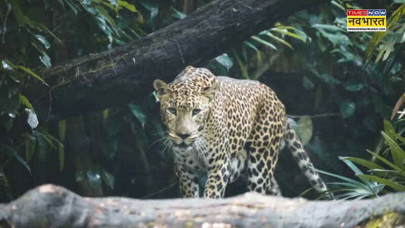 पुणे में तेंदुए की दहशत (फोटो-Istock).