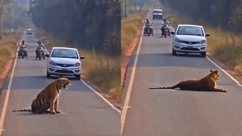 सड़क पर आराम करते दिखा बाघ