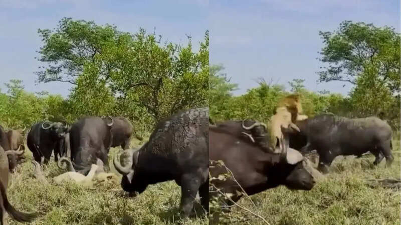 Viral wildlife video