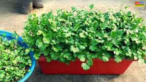 How To Grow Coriander Leaves: छोटे से गमले में ऐसे उगाएं हरा-हरा ताजा धनिया, बस फॉलों करें ये ईजी स्टेप्स