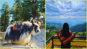 कुफरी में सर्दियों का मजा, जानें ट्रिप प्लान और जरूरी टिप्स