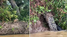 Shocking Video: खलनायक की तरह नदी में कूदा तेंदुआ और कर डाला 'पानी के जल्लाद' का शिकार, देखकर कांप उठेंगे