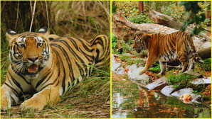 सरिस्का टाइगर रिजर्व घूमने का प्लान? यहां जानें हर छोटी से छोटी जानकारी, आसान हो जाएगी यात्रा