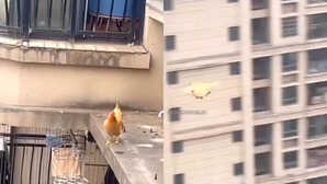 VIDEO: इस मुर्गी ने बदल डाला कुदरत का निजाम, आसमान में भरते दिखी लंबी उड़ान