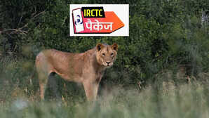 गुजरात के प्रसिद्ध मंदिर और गिर के जंगल, यादगार यात्रा के लिए हो जाएं तैयार, 7 दिन की है ट्रिप