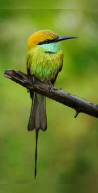 ये पक्षी मधुमक्खियों का है सबसे बड़ा दुश्मन मिनटों में कर लेता है शिकार