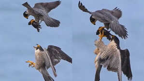 बीच हवा में एक-दूसरे को शिकार हैंडओवर करते दिखे बाज, वायरल हुआ यह अद्भुत नजारा