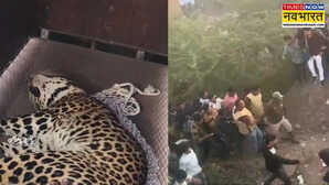 MP News: दमोह में तेंदुए का आतंक; रेस्टोरेंट संचालक को किया जख्मी, SDRF और वन टीम ने संभाली कमान