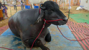 मुर्रा भैंस अधिक दूध और बेहतर मुनाफे के लिए भरोसेमंद, असली-नकली की पहचान कैसे करें?