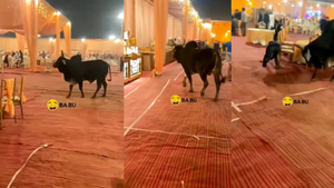 Today Viral Video शादी पंडाल में घुस गया सांड फिर मचा ऐसा बवाल देखकर दंग रह जाएंगे