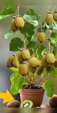 छोटे से गमले में निकलेगी भर भर के कीवी नोट कर लें ट्रिक