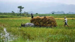 किसानों की आमदनी में बड़ी गिरावट की आशंका, जानिए क्या हैं कारण?