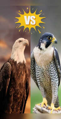 बाज vs चील किसकी नजर ज्यादा तेज आज हो जाएगा क्लियर