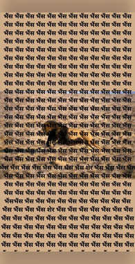 जंगली भैंसों के झुंड में फंसा बब्बर शेर बस शिकारी नजर वाले ही खोज पाएंगे