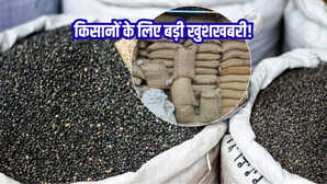 यूपी के 17 जिलों में MSP पर उड़द खरीद के लिए खोले जा रहे हैं 50 केंद्र, यहां उपज बेचने के लिए क्या करे किसान