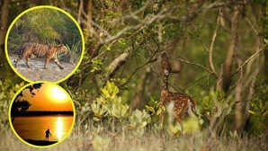 एक जादुई दुनिया का सफर सुंदरबन, प्रकृति की गोद में मिलेगा अनूठा अनुभव