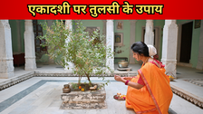 पौष माह की एकादशी पर करें तुलसी से जुड़े ये उपाय, निरोग और सफलता का मिलेगा आशीर्वाद