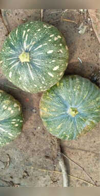 भंडारे में जरूर खाई होगी कद्दू की सब्जी संस्कृत नाम जान सन्नाटे में आ जाएंगे