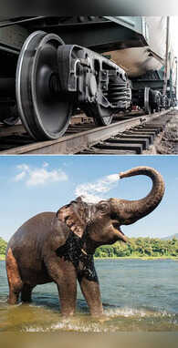 पूरा दम लगाकर भी नहीं उठा सकता हाथी ट्रेन के पहिए का वजन होश उड़ा देगा