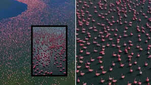 गजब: रातों-रात 'गुलाबी' हुई राजस्थान की सांभर साल्ट झील, पूरी सच्चाई जान आप भी हार बैठेंगे अपना दिल