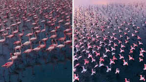 पहले कभी नहीं देखा होगा ऐसा अद्भुत नजारा, हजारों की तादाद में सांभर लेक पहुंचे फ्लेमिंगो, गुलाबी रंग से सराबोर हुई झील