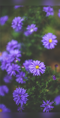 इनको कहते हैं स्वर्ग के फूल देते हैं अप्सराओं सा खूबसूरत निखार