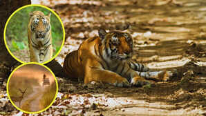 बाघों की धरती पर रोमांचक सफर, जिम कॉर्बेट सफारी गाइड