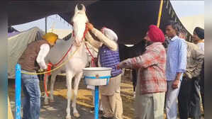 पंजाब से हरियाणा पहुंचा 1 करोड़ रुपये का घोड़ा, सिर से पैर तक सफेद, हाइट 67 इंच, सर्दियों में पीता है ये दूध