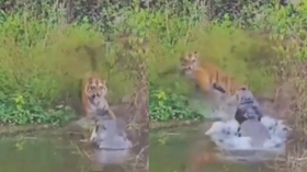 Viral Video मगरमच्छ ने किया बाघ पर हमला कैमरे में कैद हुआ रोंगटे खड़े कर देने वाला नजारा