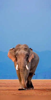 कितना भारी होता है एक हाथी का दिल वजन जान रह जाएंगे हैरान