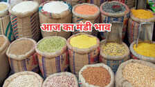 आज की मंडी का भाव (16 Dec 2025): बैतूल, नीमच, मंदसौर और दिल्ली मंडी में आज अनाज, दाल और मसाले का भाव की जानकारी