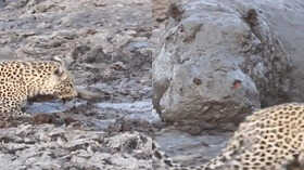 आज का वायरल वीडियो 16-DEC-2025 कीचड़ में शिकार ढूंढ रहा था तेंदुआ सामने से निकले विशालकाय जानवर को देख उड़े होश