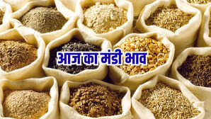 आज की मंडी का भाव (17 Dec 2025): नीमच, मंदसौर और इंदौर मंडी में आज अनाज, दाल और मसाले के भाव