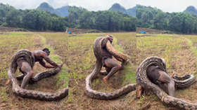 Today Viral Video खेत में विशालकाय अजगर के साथ लड़ रहा था शख्स देखिए फिर क्या हुआ