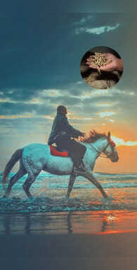 जड़ी बूटियों में शिलाजीत की भी बाप है ये वाली बूटी लोहा बनने लगती है बॉडी